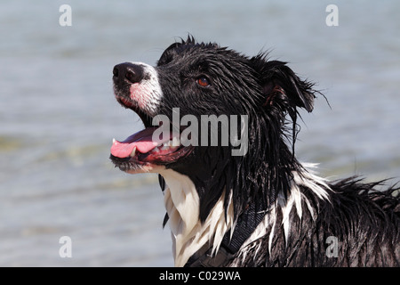 Border Collie cross-razza, bagnato dal nuoto in acqua, ritratto Foto Stock