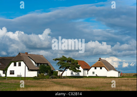 Case circondate da prati in Neuendorf sull isola di Hiddensee, Meclemburgo-Pomerania Occidentale, Germania, Europa Foto Stock