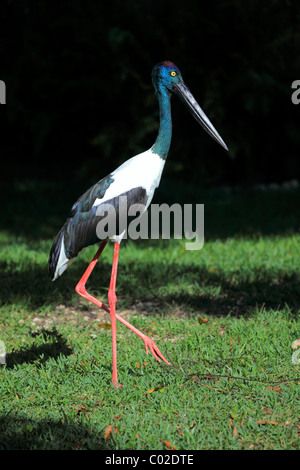 Nero-colli (Stork Ephippiorhynchus asiaticus), femmina adulta, Asia Foto Stock