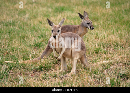 Canguro rosso (Macropus rufus), coppia, Australia Foto Stock
