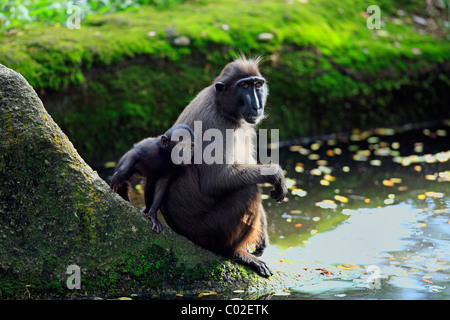 Celebes macaco crestato(Macaca nigra), femmina adulti con i giovani sulla roccia ad acqua e Asia Foto Stock