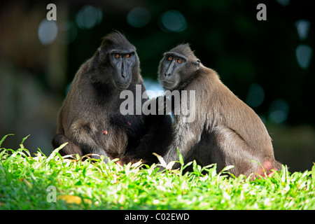 Celebes macaco crestato(Macaca nigra), due femmina adulti, sociale behavious, Asia Foto Stock