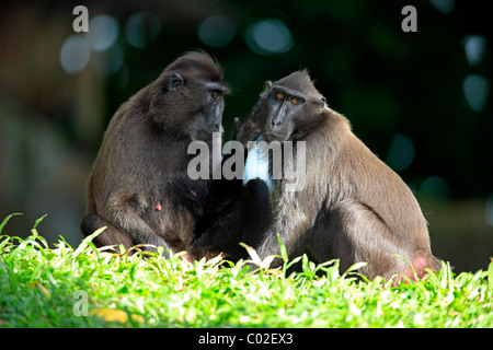 Celebes macaco crestato(Macaca nigra), due femmina adulti toelettatura, sociale behavious, Asia Foto Stock