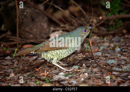 Satin Bowerbird (Ptilonorhynchus tendente al violaceo), femmina adulti nella struttura ad albero, Parco Nazionale Lamington, Queensland, Australia Foto Stock