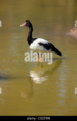 Gazza Oca (Anseranas semipalmata), adulto in piedi in acqua, Australia Foto Stock