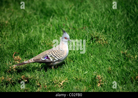 Crested Pigeon (Ocyphaps lophotes), Adulto, Australia Foto Stock