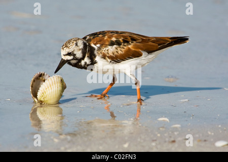 Un adulto estate/ allevamento piumaggio Voltapietre alimentazione lungo il litorale Foto Stock