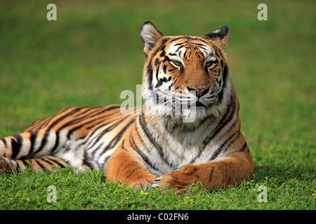 Tigre del Bengala o Royal tigre del Bengala (Panthera tigris tigris), Adulto, India, Asia Foto Stock