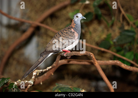 Bar-colomba con spallamento (Geopelia humeralis), Adulto su albero, Australia Foto Stock