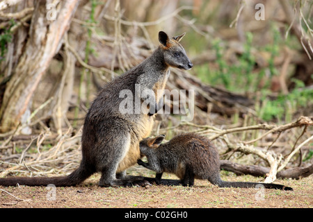 Swamp Wallaby Wallabia (bicolore), femminile e giovanile di Phillip Island, Australia Foto Stock