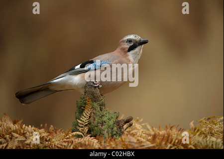 Eurasian Jay (Garrulus glandarius) rovistando tra autunno bracken foglie, Paesi Bassi, ottobre. Foto Stock