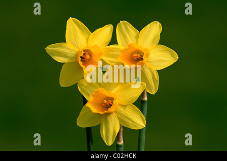 Narciso, daffodil (Narcissus), fioritura Foto Stock