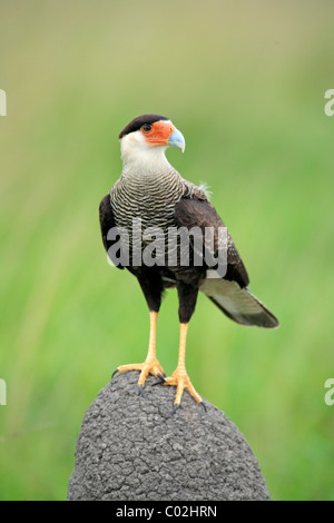 Crestato meridionale Caracara (Caracara plancus, precedentemente Polyborus plancus), Adulto su un tumulo termite, , Brasile, Sud America Foto Stock