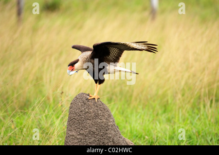 Crestato meridionale Caracara (Caracara plancus, precedentemente Polyborus plancus), Adulto con la preda su un tumulo termite, , Brasile Foto Stock