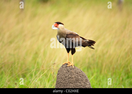 Crestato meridionale Caracara (Caracara plancus, precedentemente Polyborus plancus), Adulto con la preda su un tumulo termite, , Brasile Foto Stock