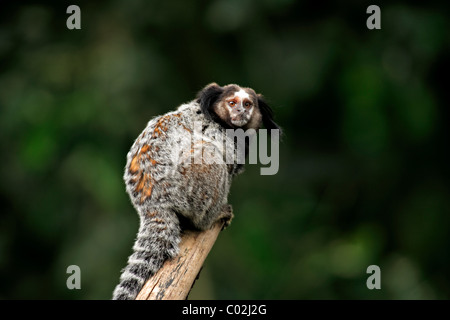 Wied's Black-tufted-ear Marmoset (callithrix kuhlii), Adulto su un albero, Pantanal, Brasile, Sud America Foto Stock