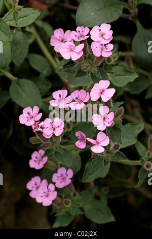Rock soapwort (Saponaria ocymoides), fiori che sbocciano, Germania, Europa Foto Stock