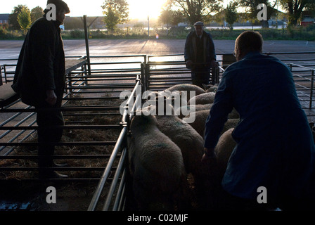 Pesatura-negli ovini a Taunton mercato del bestiame, prenotazione, contrassegnare con della vernice la biancheria da letto & giù in penne. Gli agricoltori portando pecore per asta. Foto Stock
