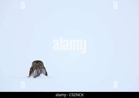 In stile minimalista colpo di selvatico gufo pigmeo (Glaucidium passerinum) sulla neve Foto Stock