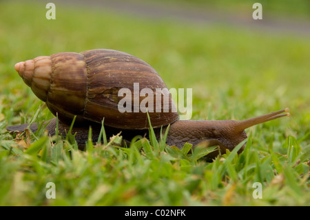 Close up di un gigante di terra va a passo di lumaca Foto Stock