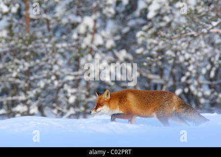 Wild Red Fox (Vulpes vulpes vulpes) in agguato intorno a. Gennaio 2011, EUROPA Foto Stock