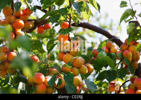 Albicocche mature su albero di albicocche (Prunus armeniaca), Wachau, Waldviertel, Austria Inferiore, Austria, Europa Foto Stock