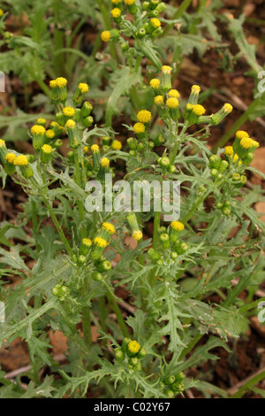 Groundsel / Old-man-in-the-molla (Senecio vulgaris: Asteraceae) REGNO UNITO Foto Stock