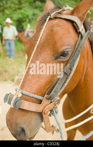 Testa di cavallo con base in casa fatta di affrontare in un ranch in Honduras con fuori fuoco la figura del ranch mano in background. Foto Stock