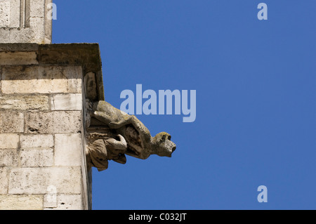 Gargoyle, scimmia, scultura sulla facciata della Cattedrale di Ratisbona, Regensburg, Alto Palatinato, Baviera, Germania, Europa Foto Stock