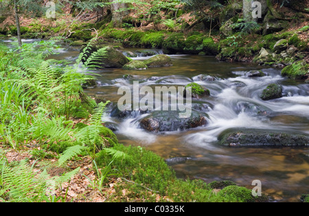 Kleine ohe forest creek vicino Waldhaeuser nel Parco Nazionale della Foresta Bavarese, Bassa Baviera, Baviera, Germania, Europa Foto Stock