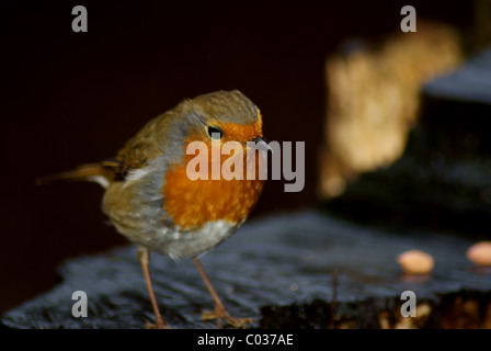 Robin Foto Stock