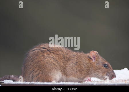 Un ratto comune/ ratto bruno/ Norvegia di ratto (Rattus norvegicus) alimentazione su un uccello tabella con neve nel Regno Unito Foto Stock