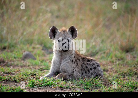 Spotted Hyena (Crocuta crocuta), semi-cresciute cub in appoggio, il Parco Nazionale Kruger, Sud Africa e Africa Foto Stock