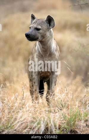 Spotted Hyena (Crocuta crocuta), femmina adulta, Kruger National Park, Sud Africa e Africa Foto Stock