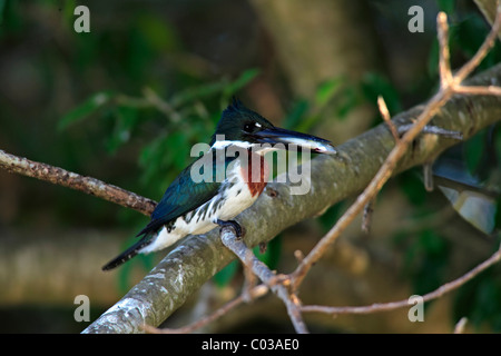 Amazon Kingfisher (Chloroceryle amazona), uccello adulto in una struttura ad albero con un pesce pescato', Pantanal, Brasile, Sud America Foto Stock