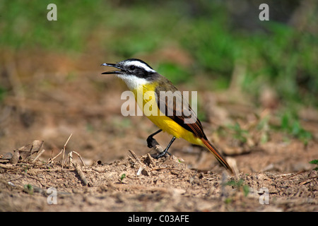 Grande Kiskadee (Pitangus sulfuratus), uccello adulto su un ramo sul terreno, Pantanal, Brasile, Sud America Foto Stock