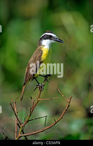 Grande Kiskadee (Pitangus sulfuratus), uccello adulto su un ramo, Pantanal, Brasile, Sud America Foto Stock