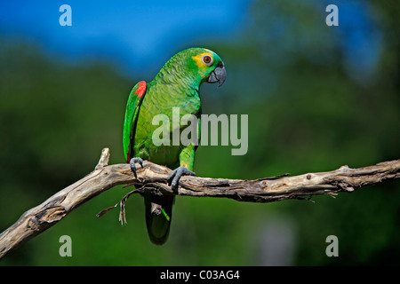 Blu-fronteggiata Amazon (Amazon aestiva), uccello adulto su un ramo, Pantanal, Brasile, Sud America Foto Stock