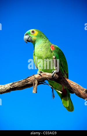 Blu-fronteggiata Amazon (Amazon aestiva), uccello adulto su un ramo, Pantanal, Brasile, Sud America Foto Stock