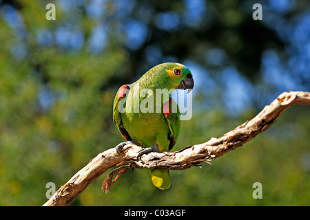 Blu-fronteggiata Amazon (Amazon aestiva), uccello adulto su un ramo, Pantanal, Brasile, Sud America Foto Stock