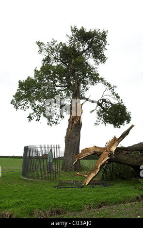 Il famoso Royal Oak Tree a Boscobel House in Staffordshire REGNO UNITO Inghilterra danneggiati da tempeste in 2000. Foto Stock