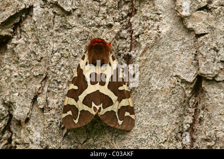 Giardino Tiger Moth (Arctia caja) Foto Stock