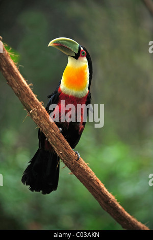Red-breasted Toucan (Ramphastos dicolorus), Adulto su un ramo, Pantanal, Brasile, Sud America Foto Stock