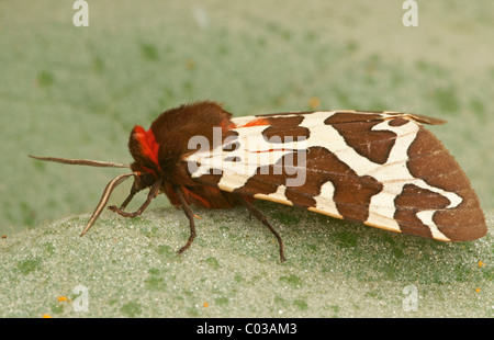 Giardino Tiger Moth (Arctia caja) Foto Stock