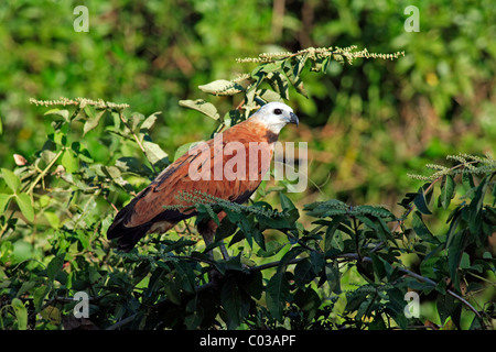 Black Hawk a collare (Busarellus nigricollis), Adulto su un albero, Pantanal, Brasile, Sud America Foto Stock