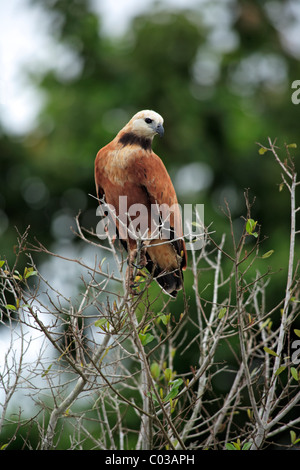 Black Hawk a collare (Busarellus nigricollis), Adulto su un albero, Pantanal, Brasile, Sud America Foto Stock