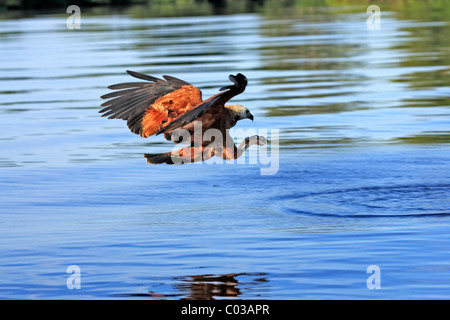 Black Hawk a collare (Busarellus nigricollis), Adulto caccia, Pantanal, Brasile, Sud America Foto Stock