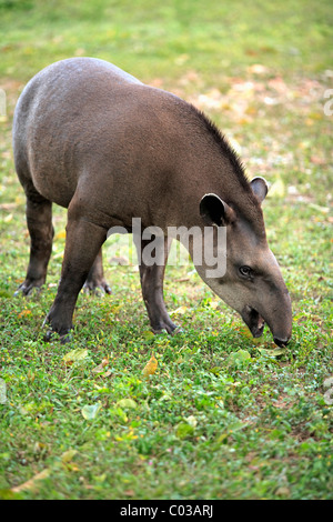 Sud Americana il tapiro (Tapirus terrestris), Adulto mangiare, Pantanal, Brasile, Sud America Foto Stock