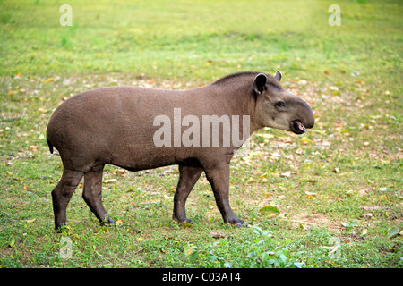 Sud Americana il tapiro (Tapirus terrestris), Adulto, Pantanal, Brasile, Sud America Foto Stock