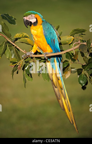 Blu-giallo Macaw (Ara ararauna), Adulto su un ramo, Pantanal, Brasile, Sud America Foto Stock